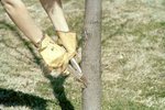 LU-257.432, Individual clipping branches off of tree
