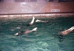 LU-257.436, Synchronized swimmers