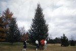 LU-257.344, Field Trip Colorado Blue spruce tree
