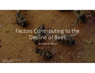 Factors Contributing to the Decline of Bees