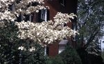 LU-120.605 - Hardy House, dogwood blooming
