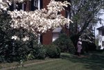 LU-120.606 - Hardy House, dogwood blooming, Dorothy Schlegel standing in front.